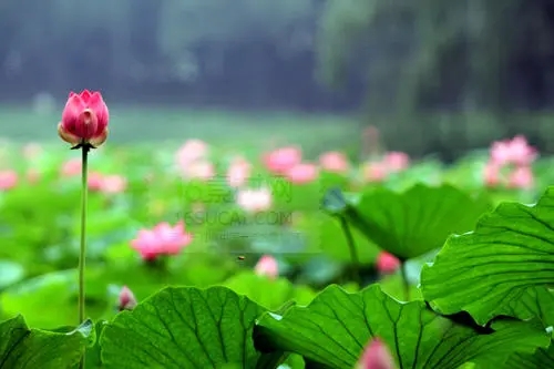 手机号码贷款怎么贷?